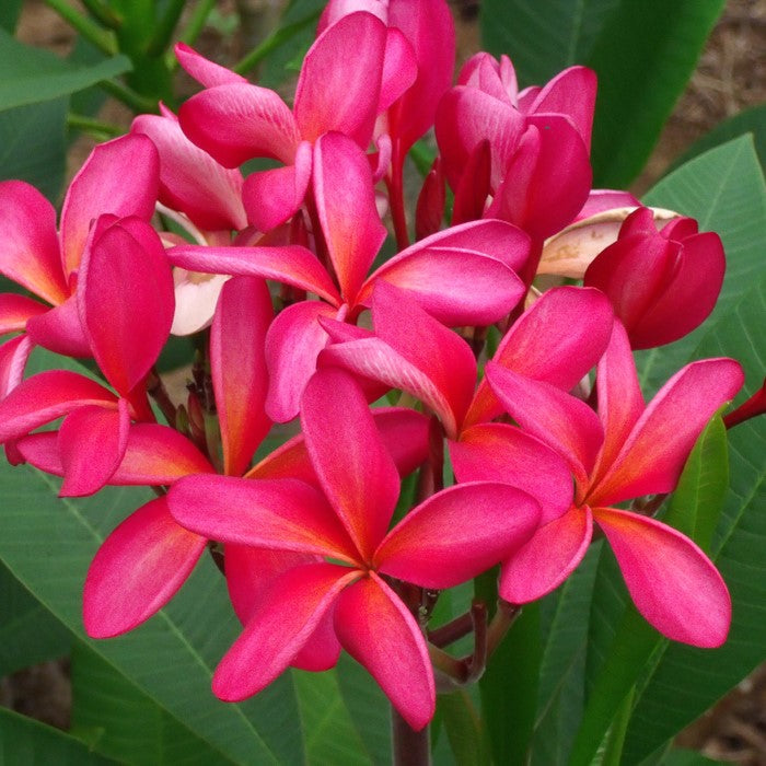 Plumeria King Napranum Champa Plant - myBageecha