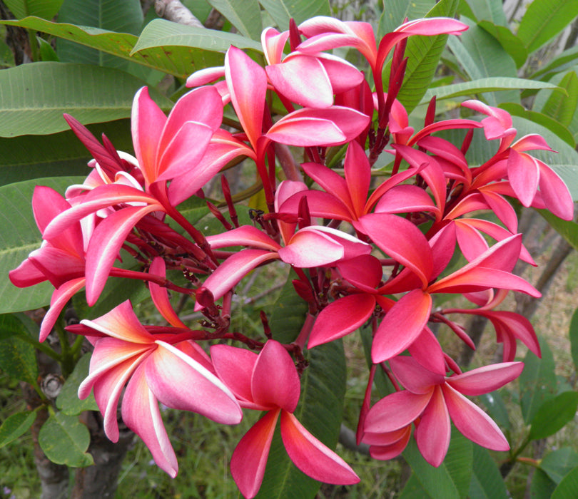 Plumeria King Napranum Champa Plant - myBageecha