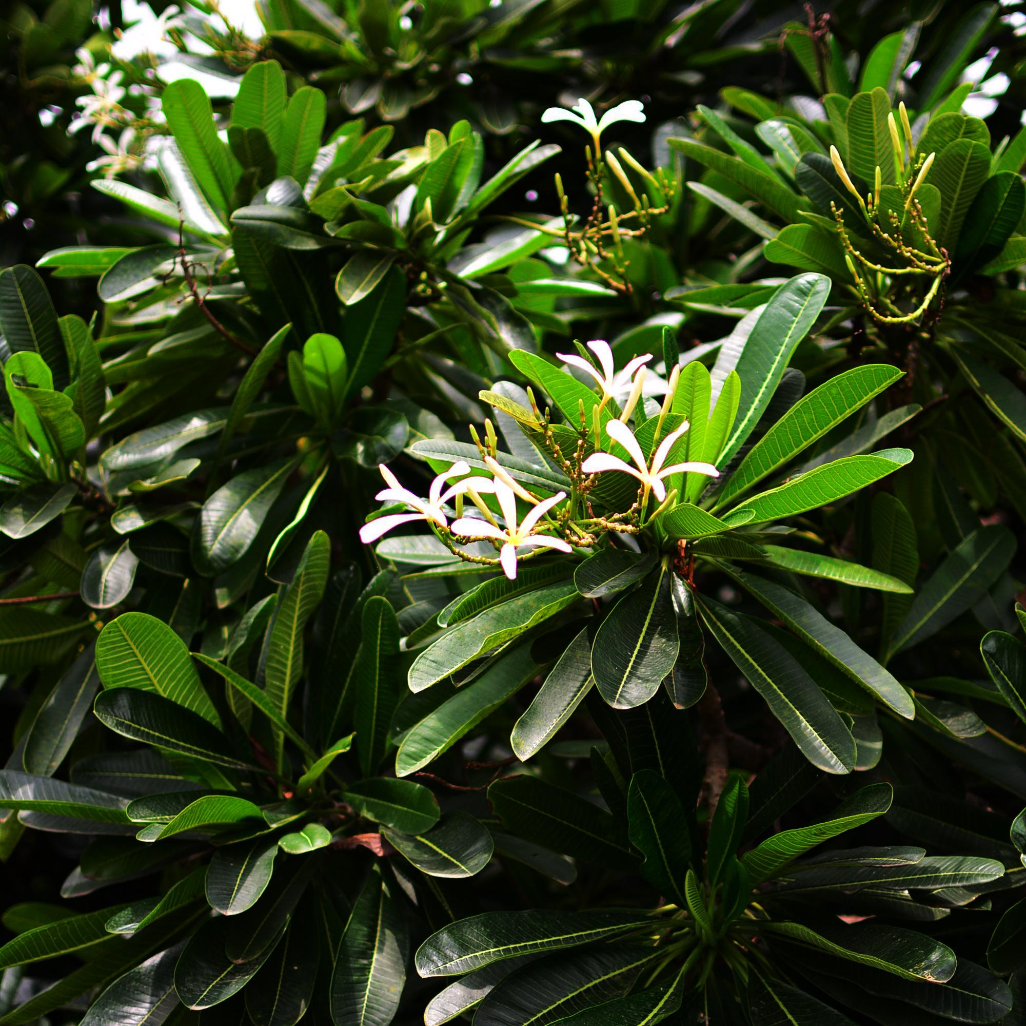 Plumeria Filifolia Champa Plant - myBageecha