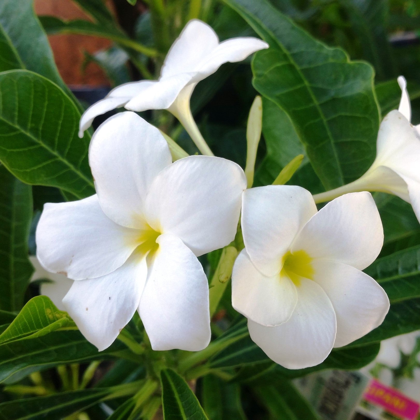Plumeria Pudica White Plants myBageecha - myBageecha
