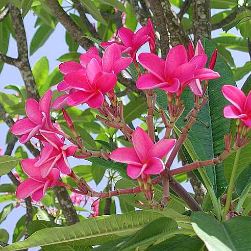 Plumeria Rubra 'Pink Parfait' Plants myBageecha - myBageecha