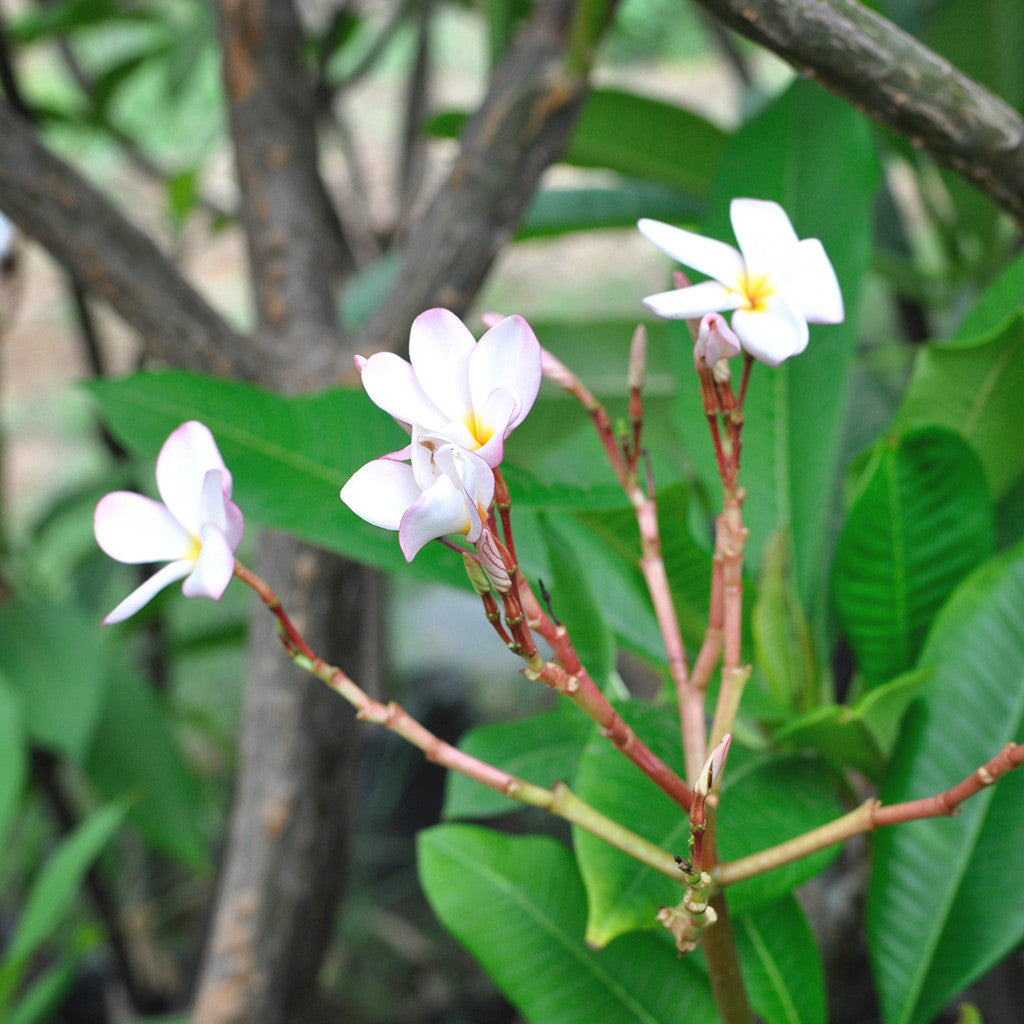 champa flower plant seeds Plumeria Rubra White Champa – Soft Pink Fragrant Plumeria Tree