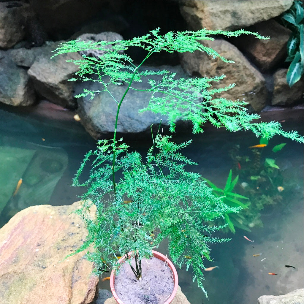 Asparagus Setaceus Plumosus Fern Plant - myBageecha