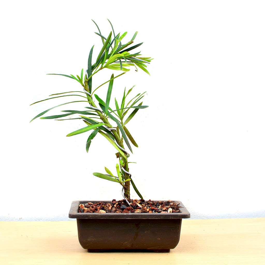 Bonsai Podocarpus Plant in elegant bonsai pot - myBageecha