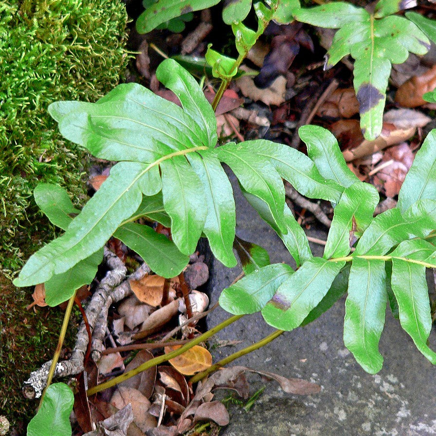 Polypodium Scouleri Fern Plant - myBageecha