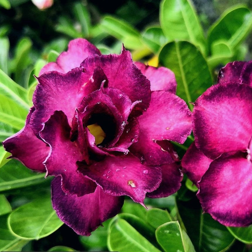 Poppy Violet Adenium Plant - myBageecha