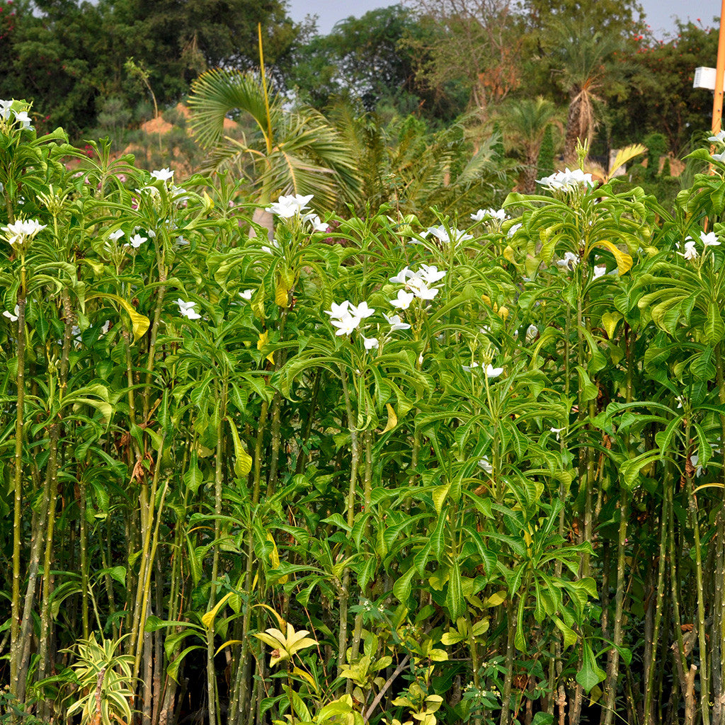 Plumeria Pudica White Plants myBageecha - myBageecha