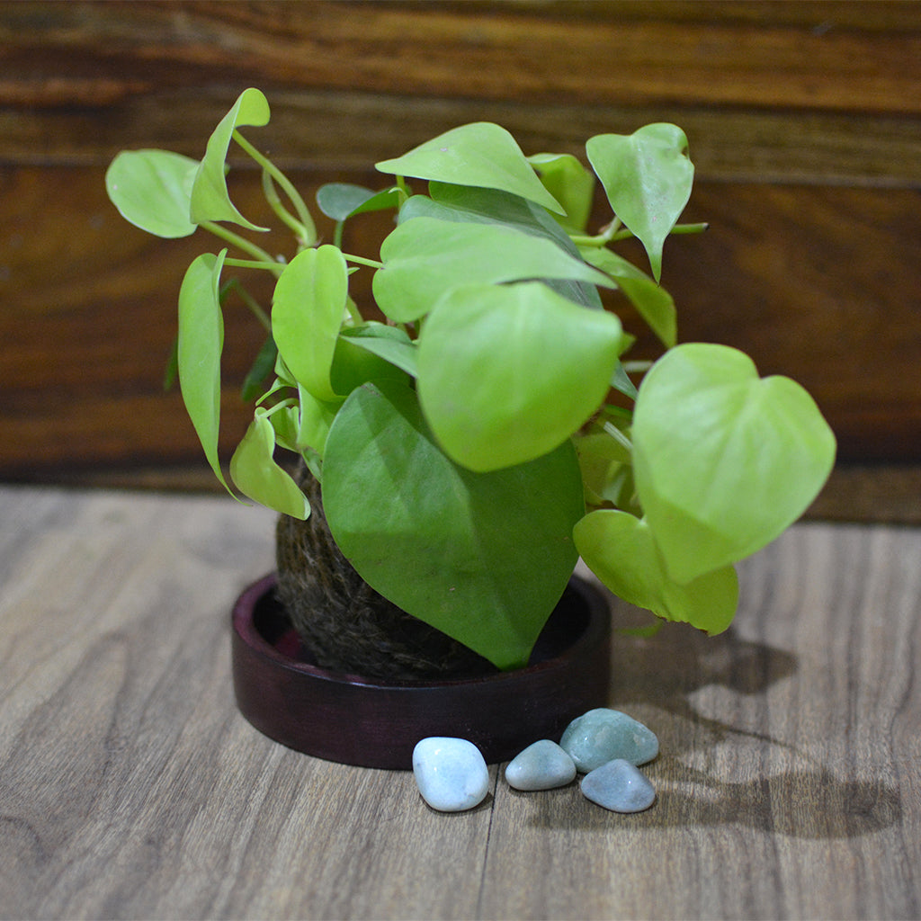 Kokedama Moss Ball Neon Pothos Plant - myBageecha