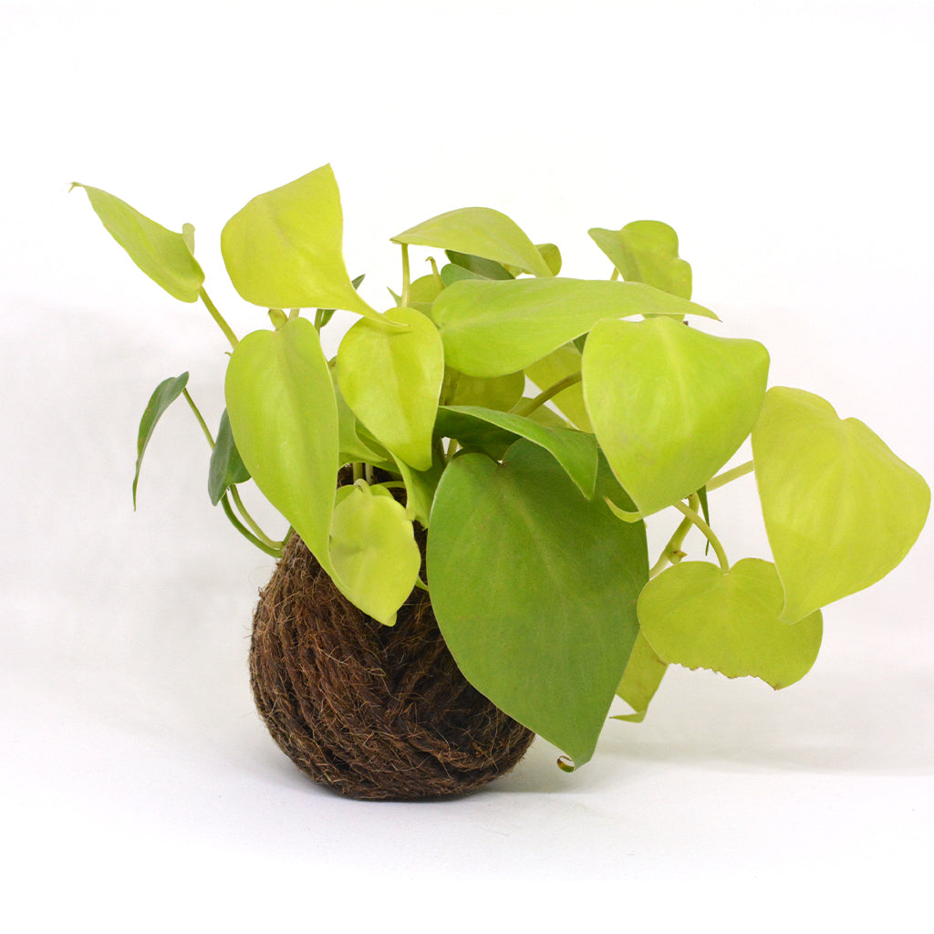 Kokedama Moss Ball Neon Pothos Plant - myBageecha