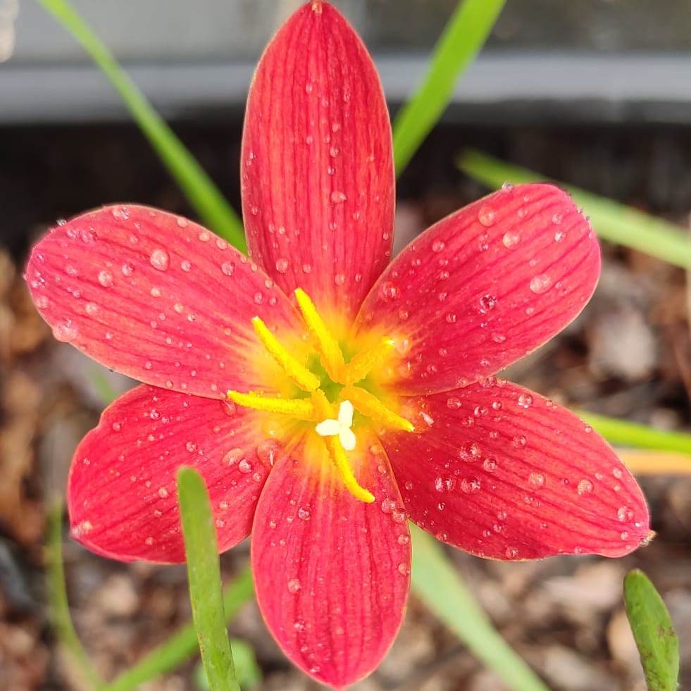 Rain Lily 'Pride Of Singapore' (Bulbs) - myBageecha