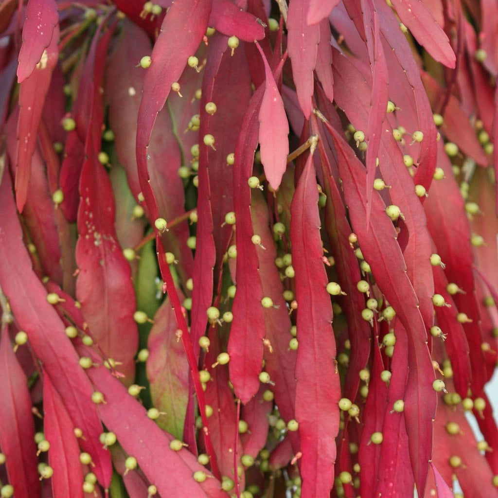 Pseudorhipsalis Ramulosa