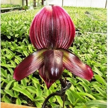 Pulsor Yiying Violet Crow Plants myBageecha - myBageecha