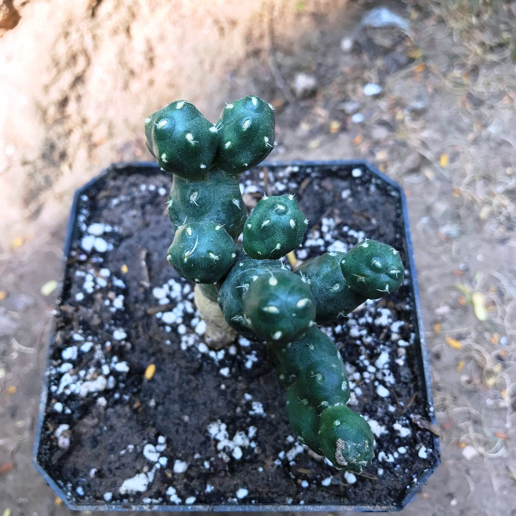Puna sp. Nova Cactus Plant - myBageecha
