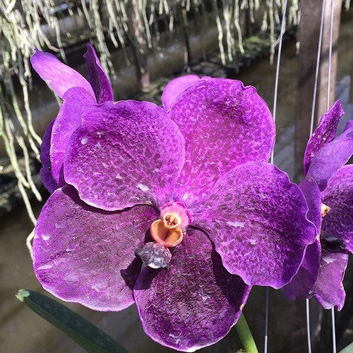 Pure Wax Blue - myBageecha