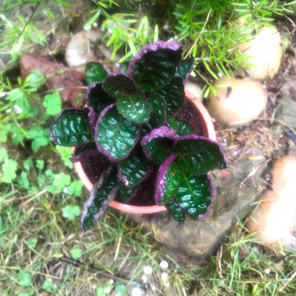 Purple waffle Plant - myBageecha