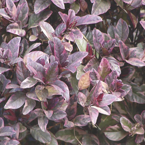 Eranthemum Purple False Plant foliage color detail – myBageecha