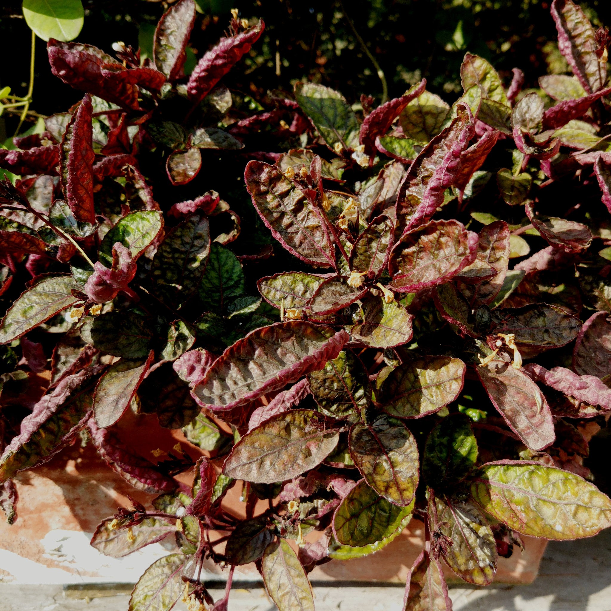 Purple waffle Plants myBageecha - myBageecha