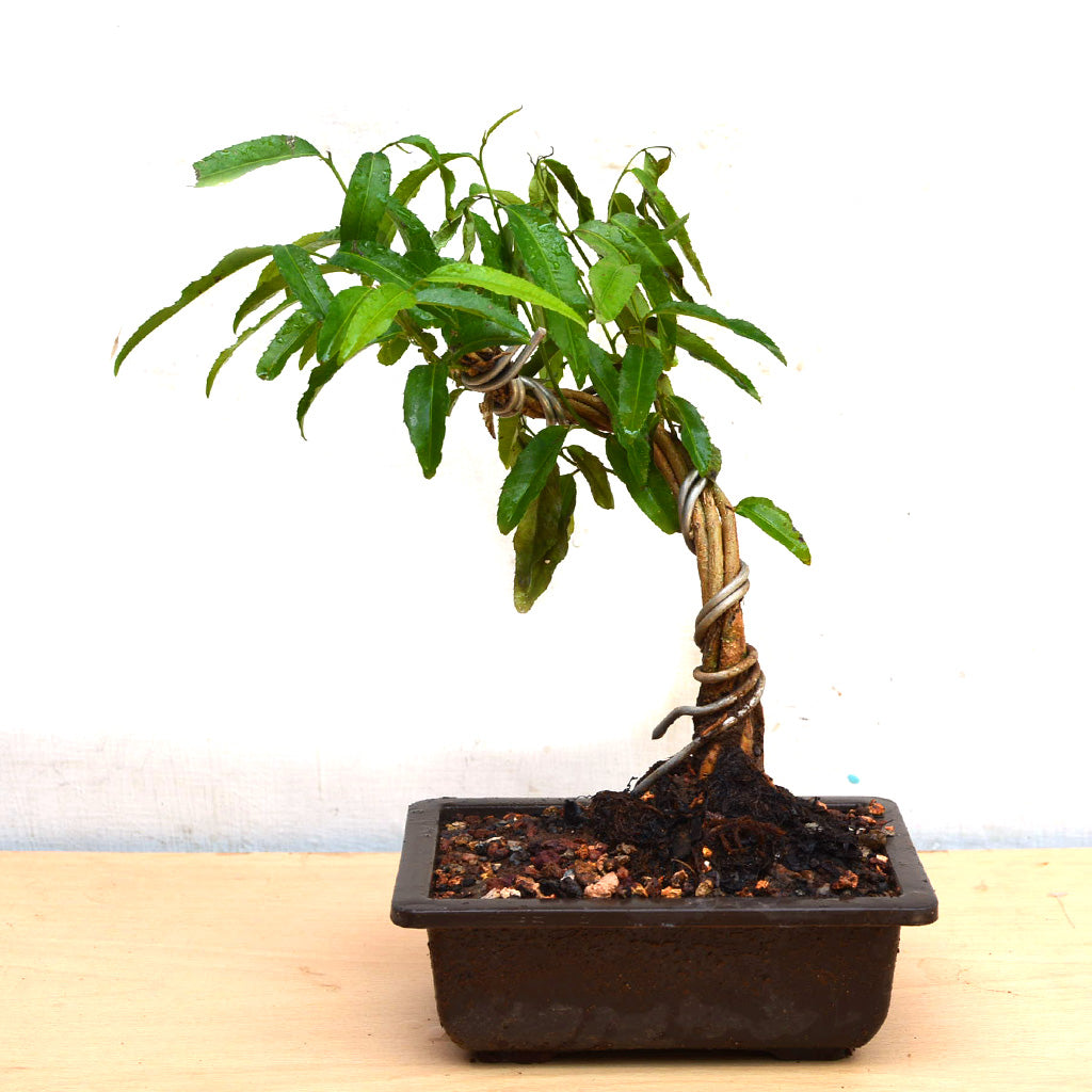 Bonsai Putranjiva Plant with glossy green leaves – myBageecha