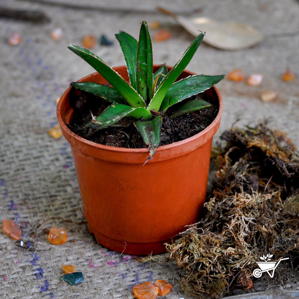 Queen Victoria Agave Cactus myBageecha - myBageecha
