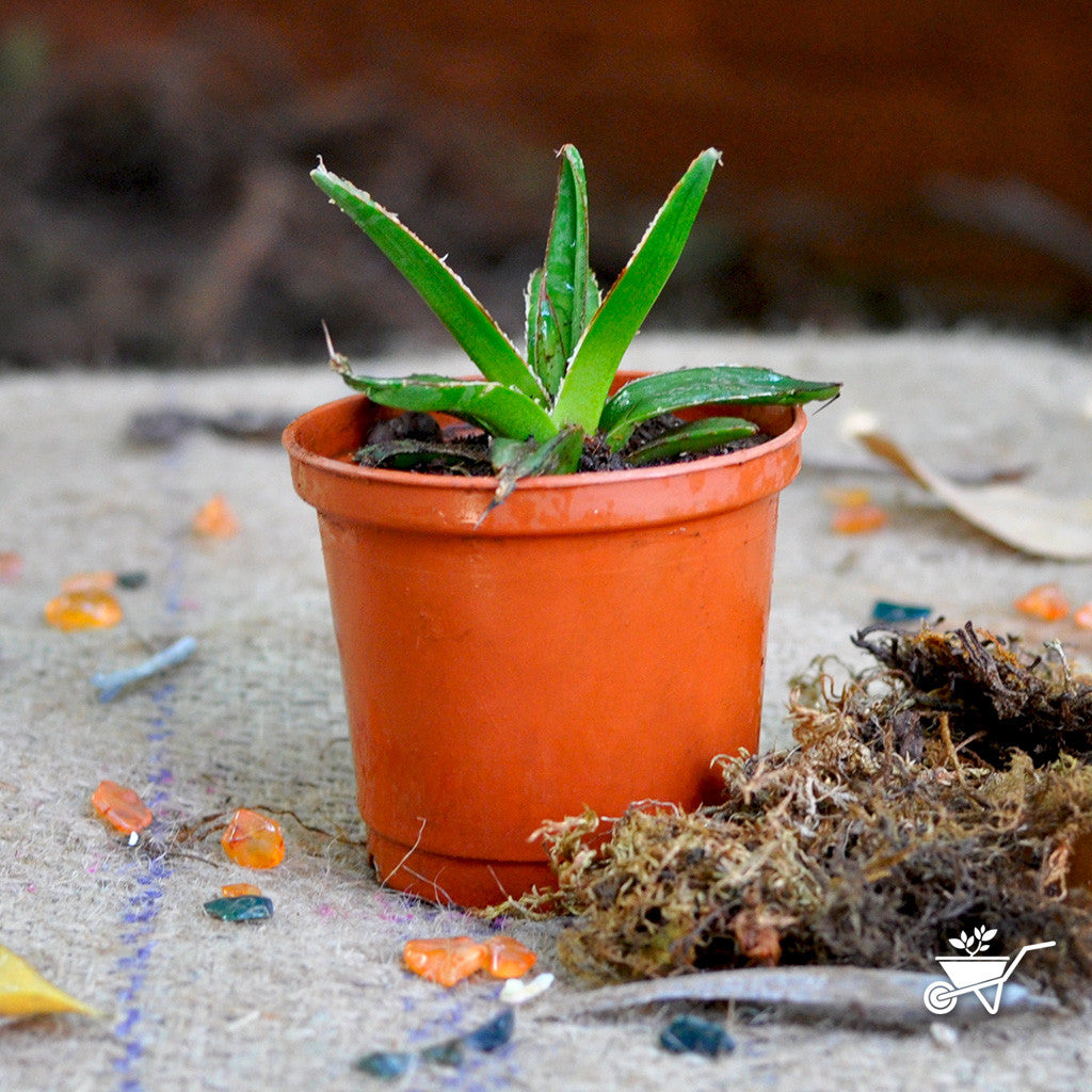 Queen Victoria Agave Plants myBageecha - myBageecha