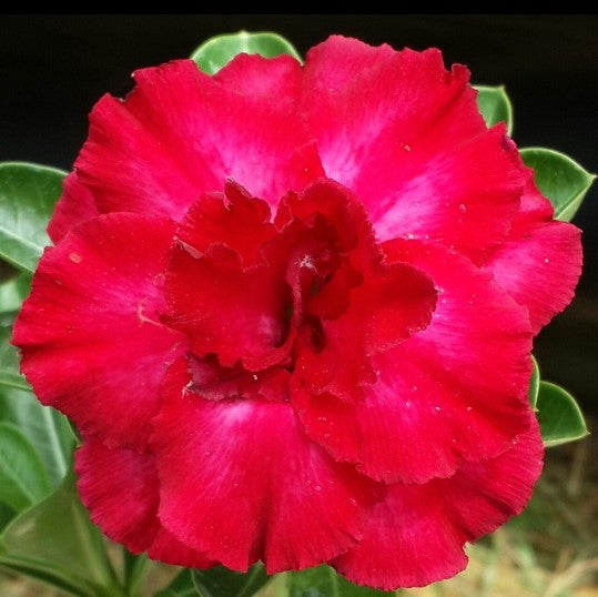 Amour Husk Adenium Plant - myBageecha