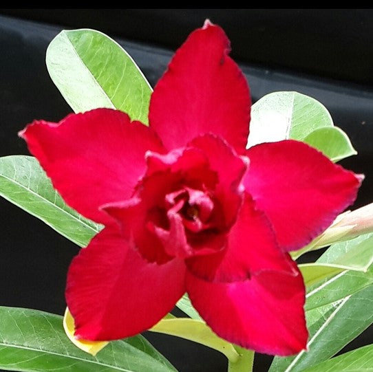 Ruby Rush Adenium Plant - myBageecha