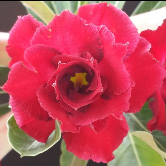 Silken Hybrid Adenium Plant - myBageecha
