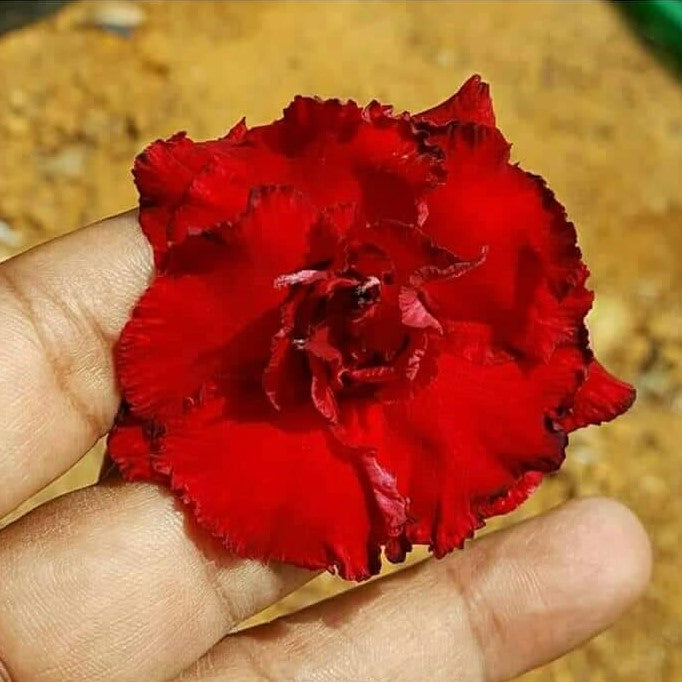 Aphrodite Adenium Plant - myBageecha