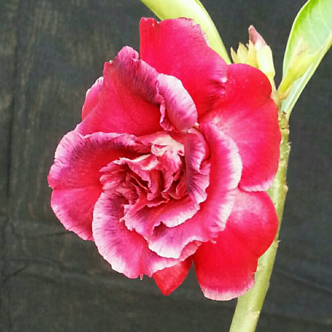 Princely Bloom Adenium Plant - myBageecha