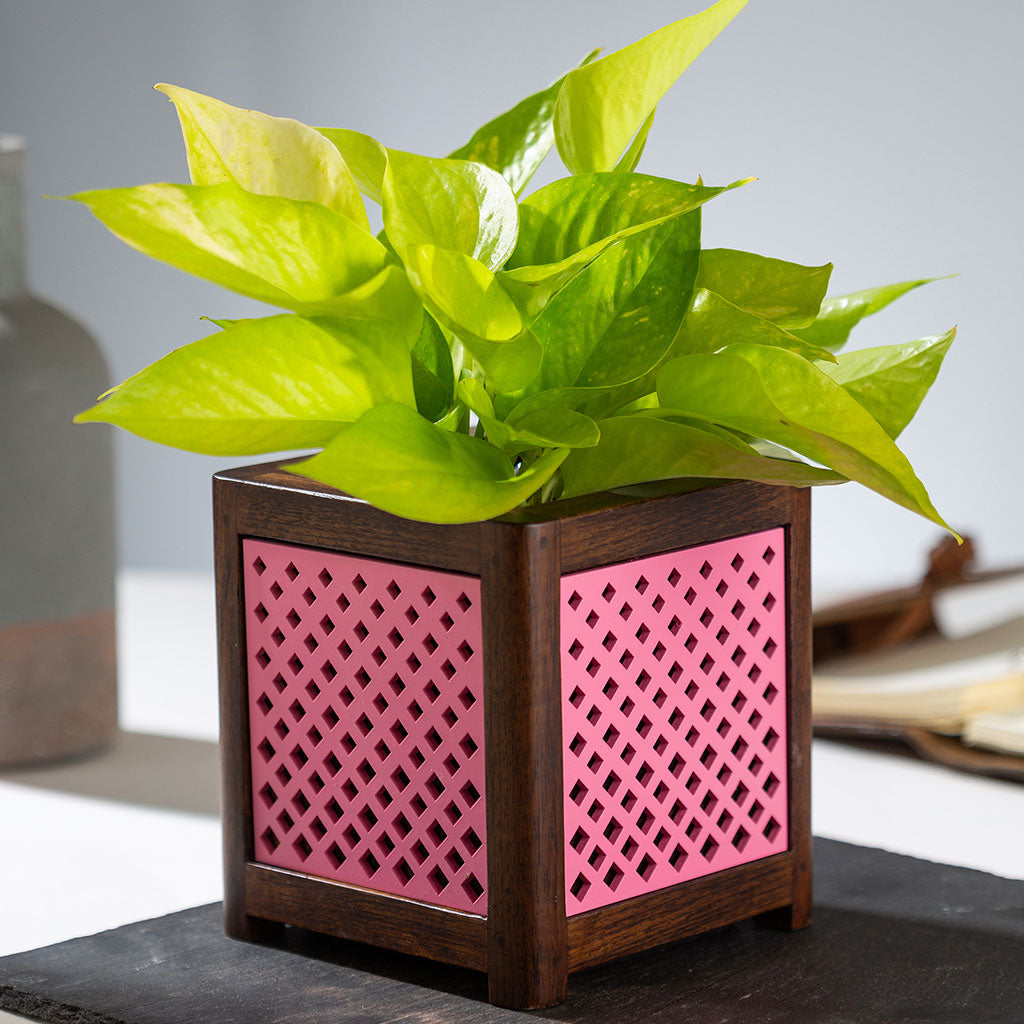 QUBO Dotted Handmade Wooden Indoor Planter Pot - myBageecha