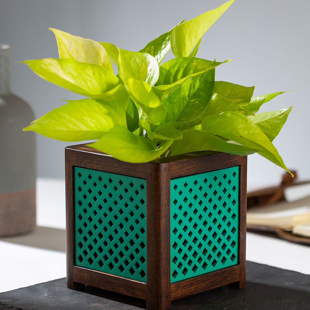 QUBO Dotted Handmade Wooden Indoor Planter Pot - myBageecha