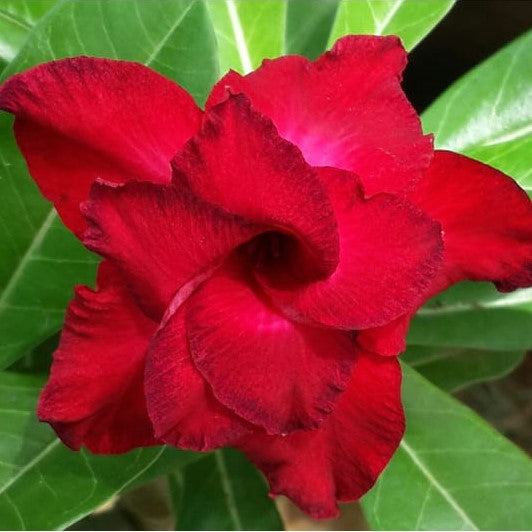 Cosmic Swirl Adenium Plant - myBageecha