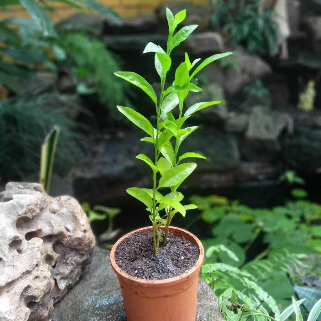 Raat Raani Jasmine | Raat ki Raani Plant - myBageecha