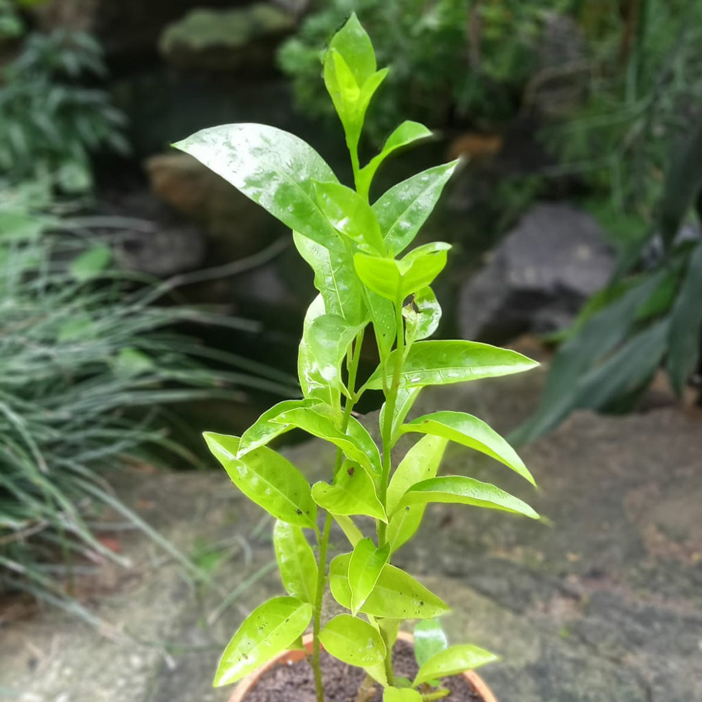 Raat ki Raani-Night Blooming Jasmine Plant-myBageecha