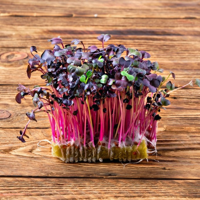 Sango radish microgreens, All Season harvest - myBageecha
