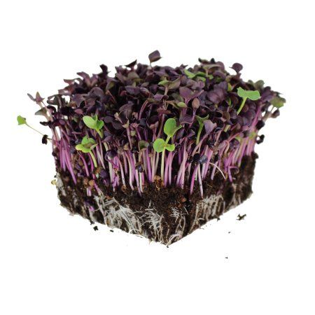 Microgreens Radish Sango Seeds – myBageecha