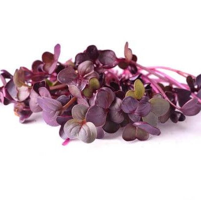 Purple radish microgreens foliage, All Season harvest