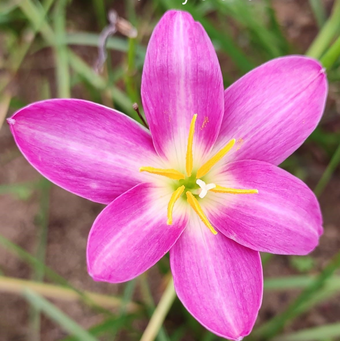 lily orchid flower Rain Lily Orchid Bulbs – Pink Monsoon Flowers