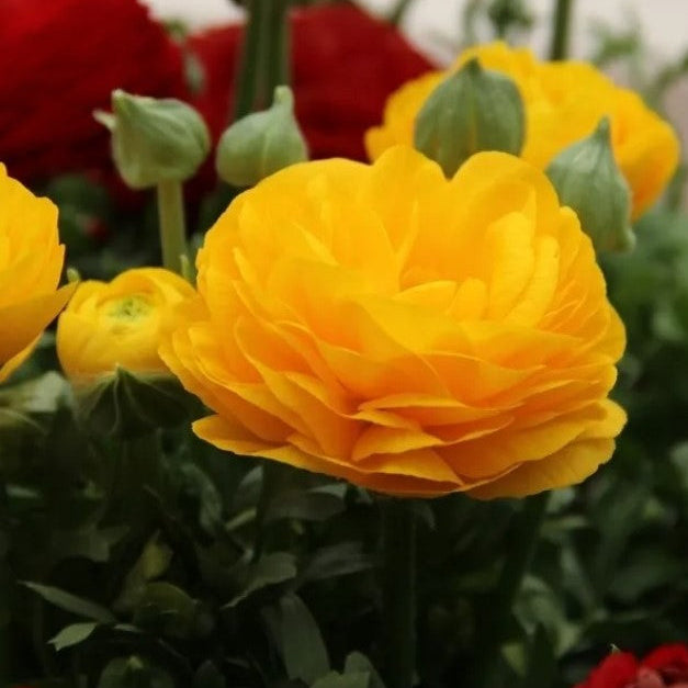 Ranunculus asiaticus 'Aviv' geel – Vibrant Yellow Spring Blooms
