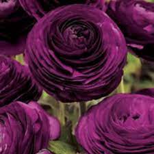 Ranunculus asiaticus 'Aviv paars' Bulbs – Deep Violet Spring Flowers