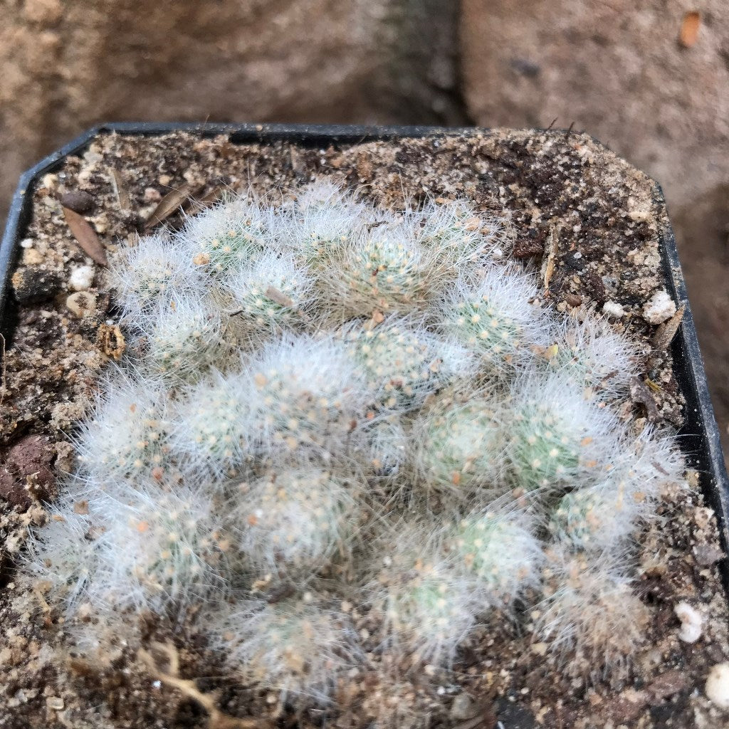 Rebutia Albiflora Globular Cactus Plant Online