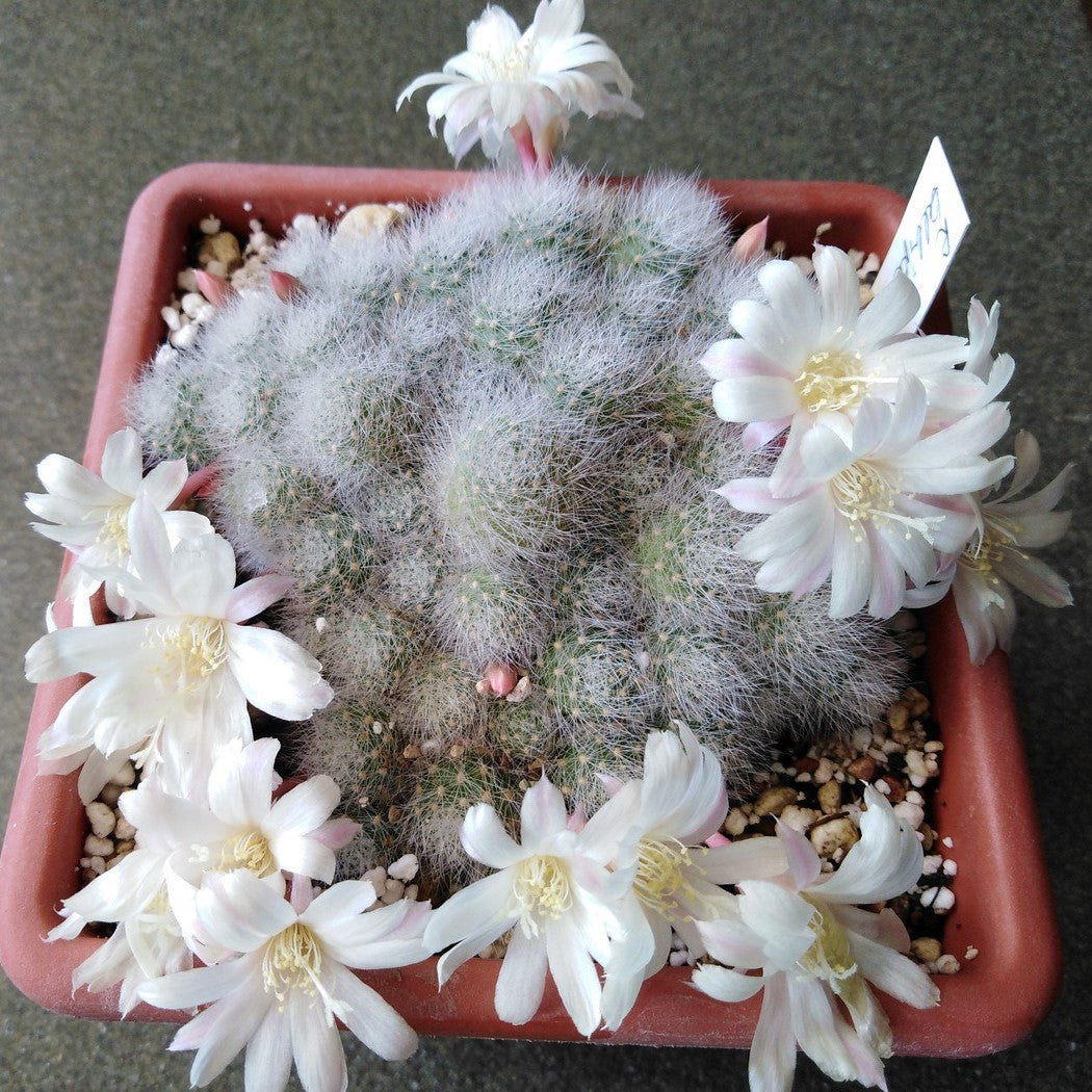 Rebutia Albiflora Cactus Plant - myBageecha