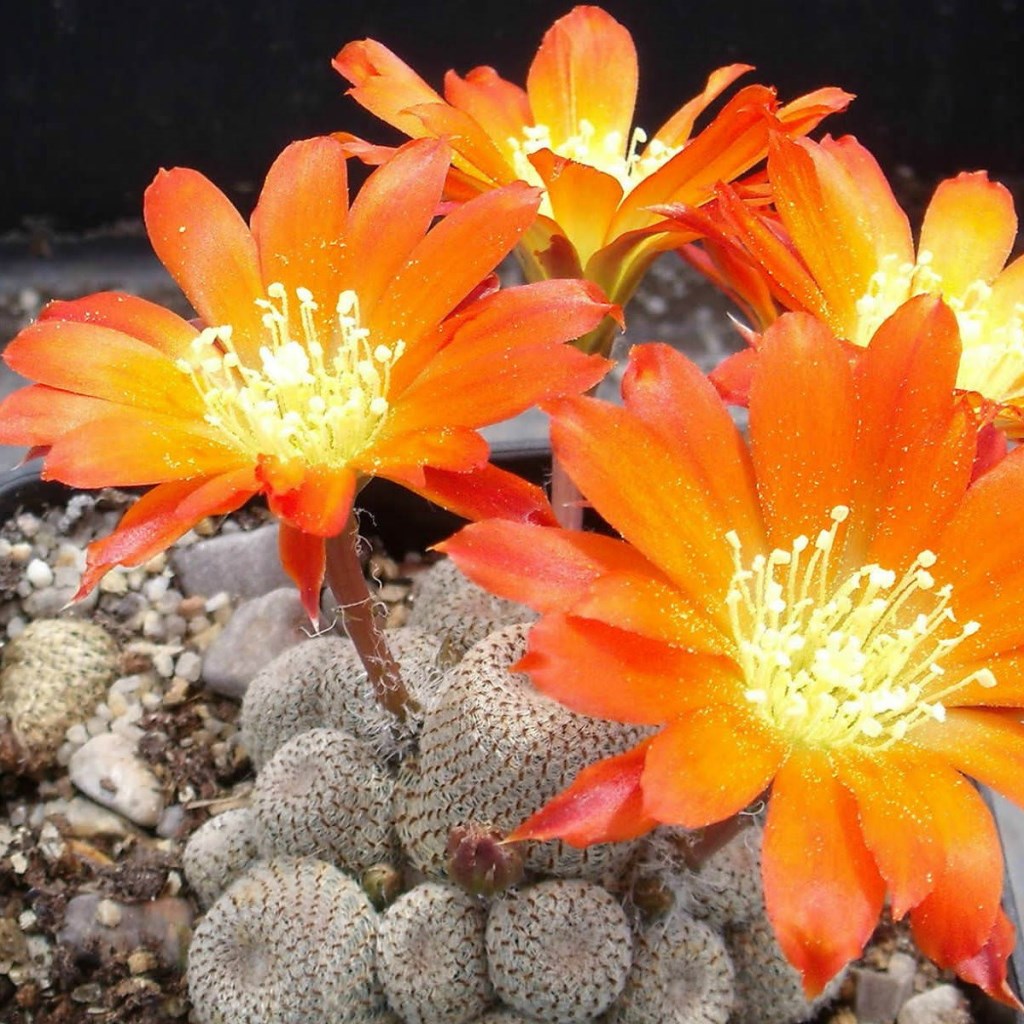 Rebutia Heliosa Cactus Plant - myBageecha