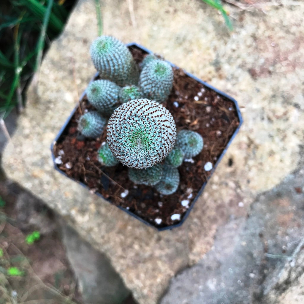 Rebutia Heliosa Cactus Plant - myBageecha