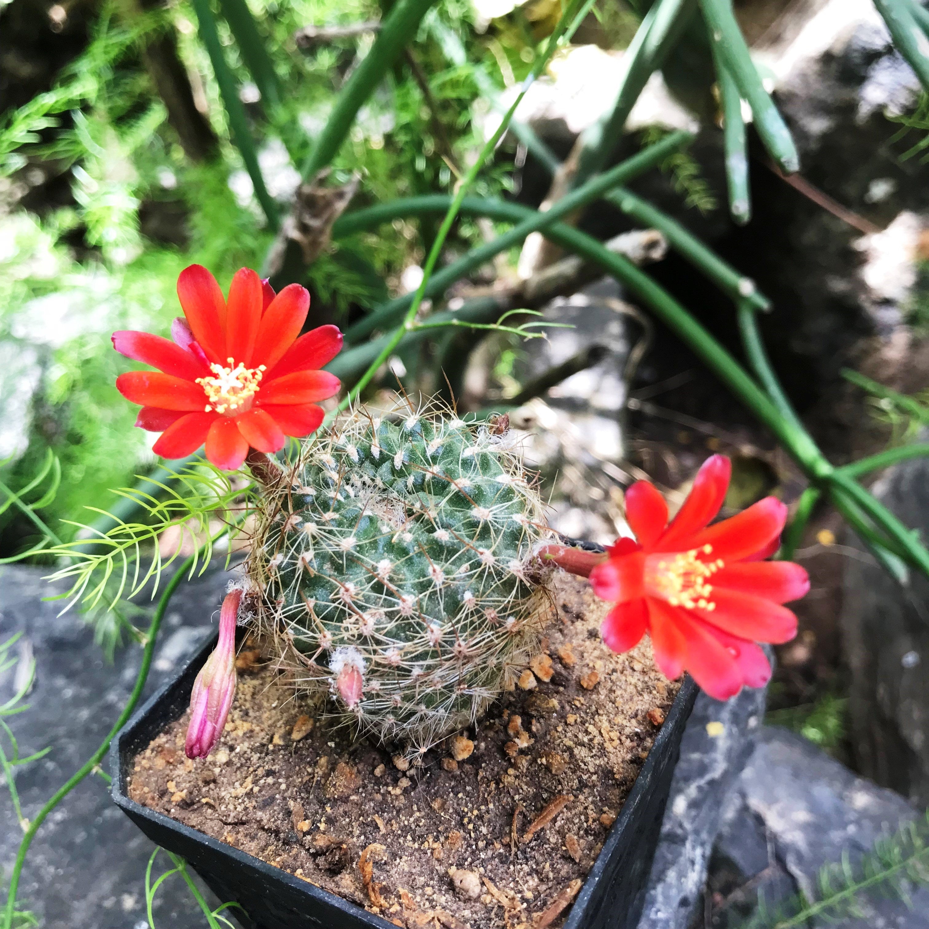 Rebutia Minuscula Cactus Plant - myBageecha