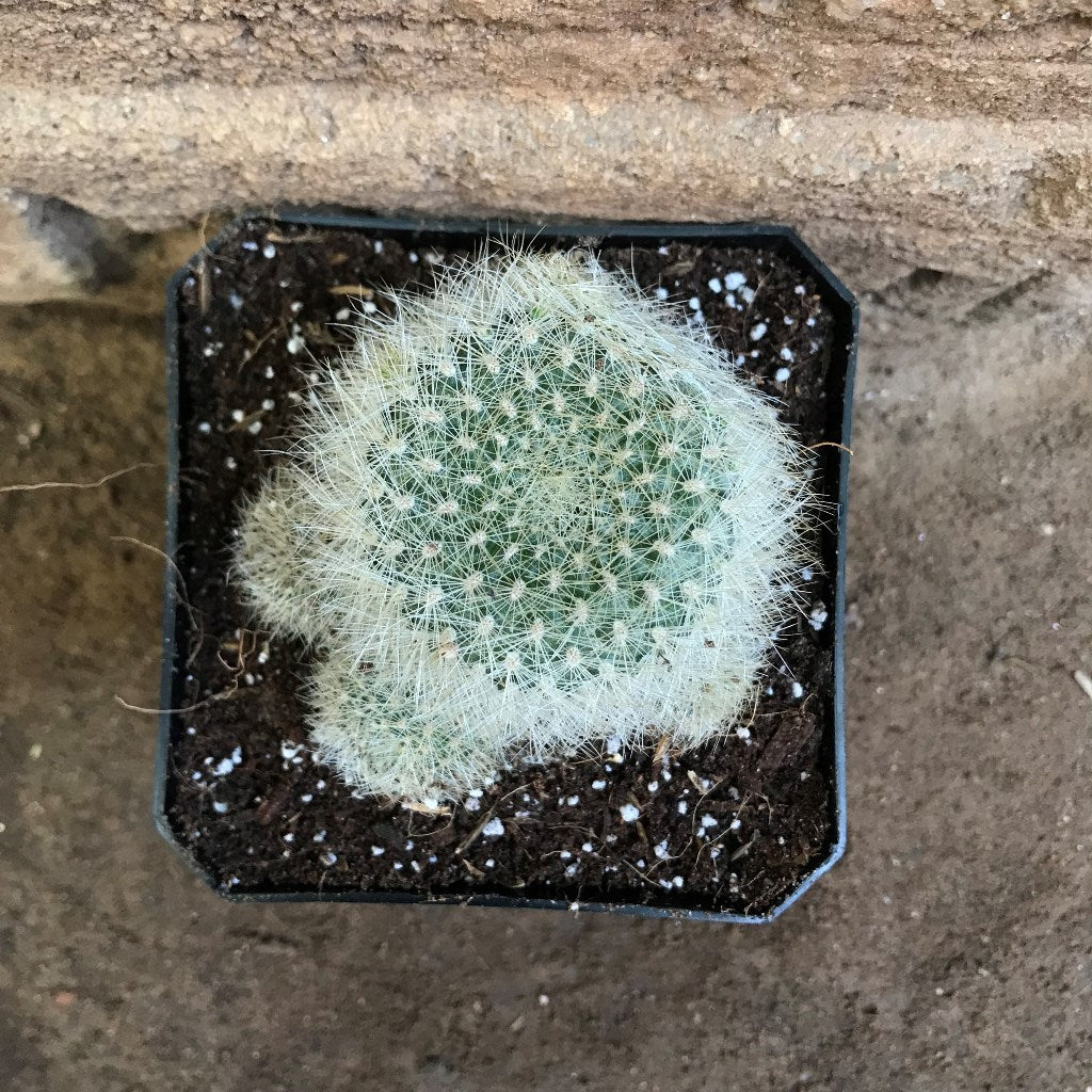 Rebutia Senilis v. Stuemeri Cactus Plant - myBageecha