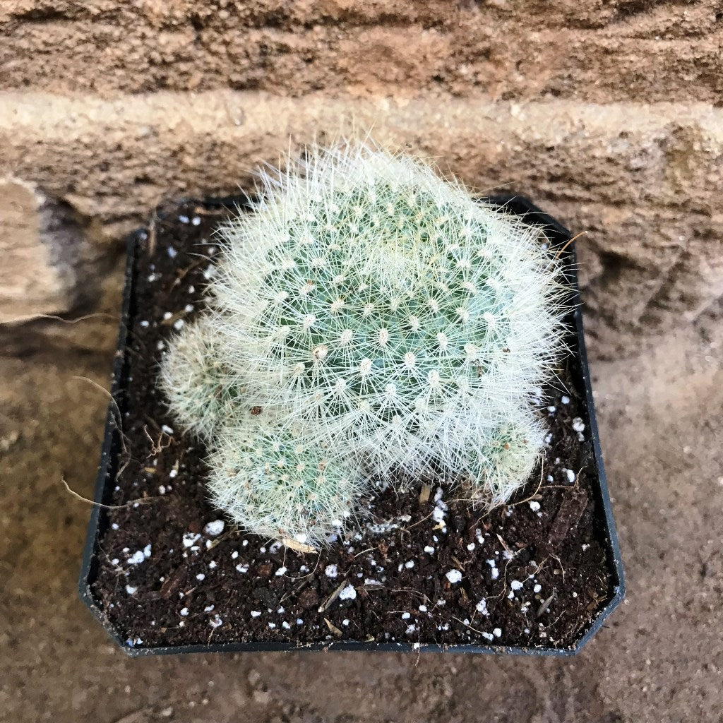 Rebutia Senilis v. Stuemeri Cactus Plant - myBageecha