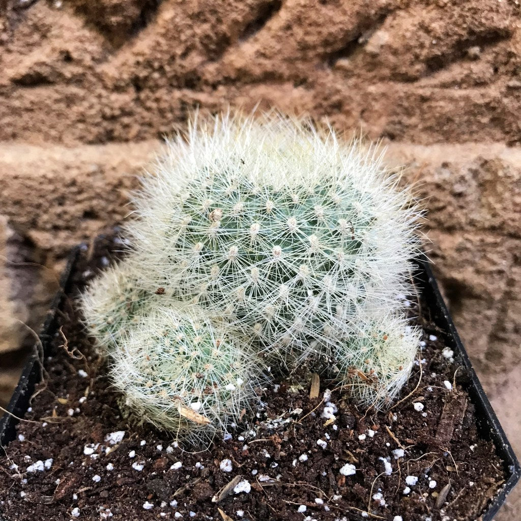 Rebutia Senilis v. Stuemeri Cactus Plant - myBageecha