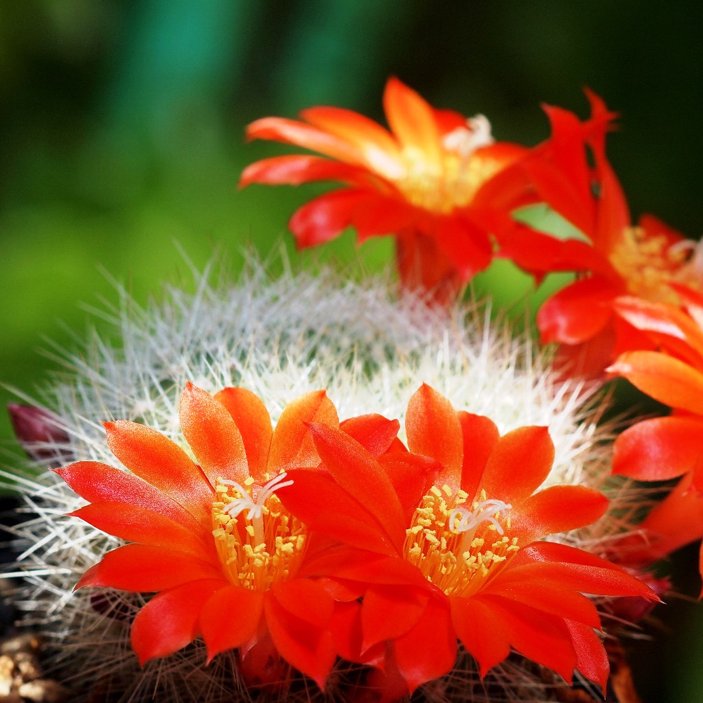 Rebutia Senilis Stuemeri Clumping Cactus Plant Online