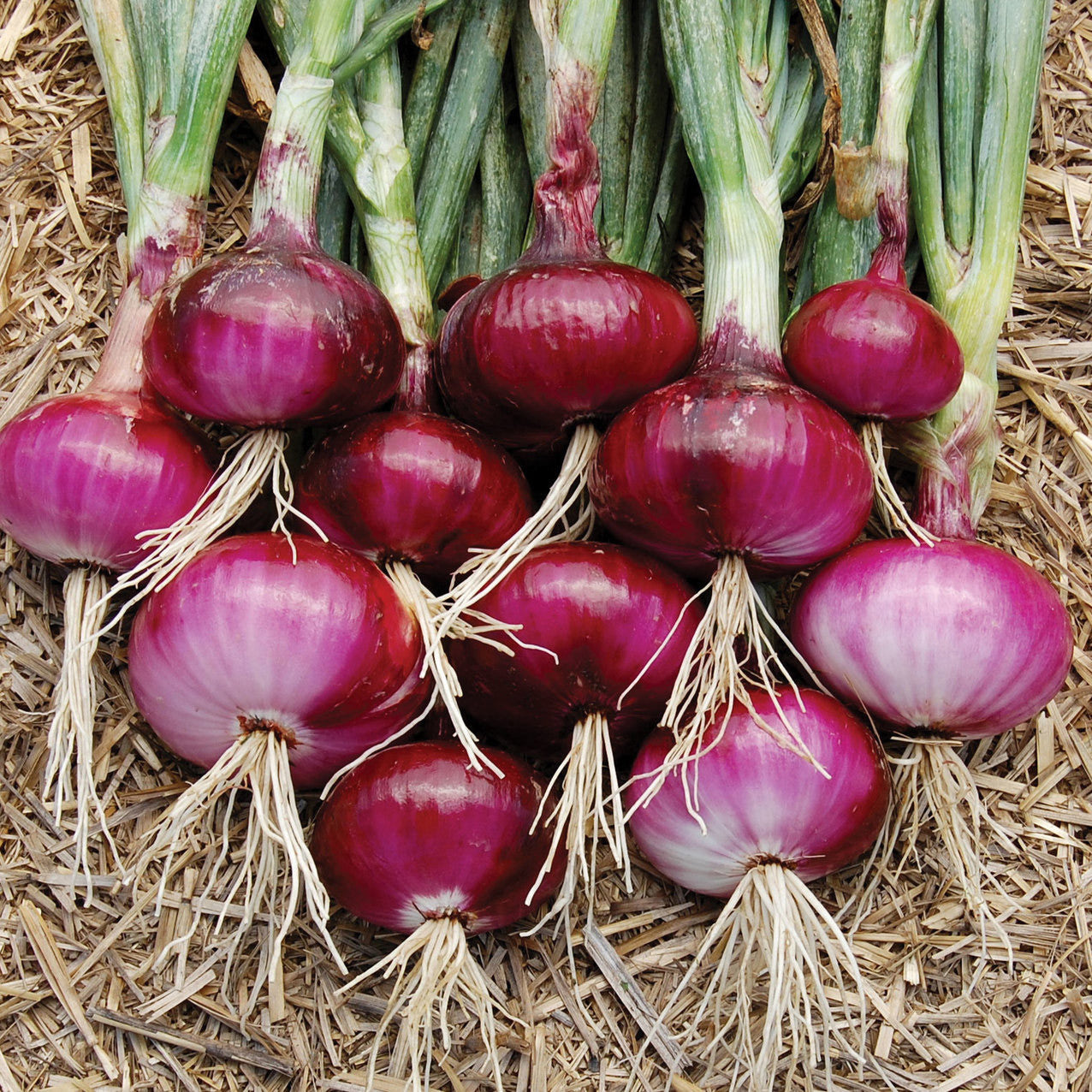Bulb vegetable, winter harvest - myBageecha